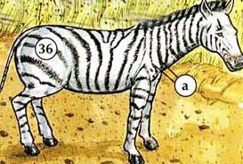 Animals, Pets - Online Dictionary for Kids